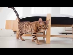 Automatic Litter Box Self-Cleaning Wi-Fi Enabled App Control Replacement Filter