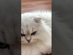 Low Voltage Operation Pet Water Dispenser Automatic Circulating