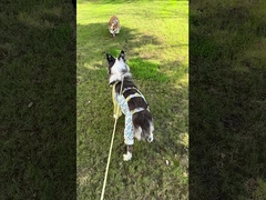 Tecnologia portátil Multi-Escenas Usar Roupas de Cão Vintage Íntegro Inorgânico Tecido Respirável