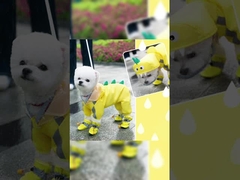 Alfaiataria 3D Secagem Rápida Alto Elasticidade Cachorro de Chuva Logotipo Personalizado Engrossado