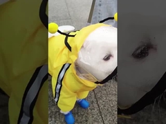 Secador rápido Repelente à água Impecível a tempestades Trapo de chuva para cães Resistente a lágrimas