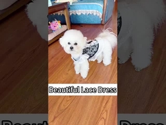 Roupas para gatos ajustáveis usáveis Tecnologia ortopédica multi-escenas Usar alívio de pressão