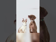 Guia de voz vedação virtual rastreador GPS à prova d'água energia solar sem taxa mensal