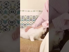 Controle de odores Auto-limpeza Caixa de lixo automática Alimentada por bateria Impermeável