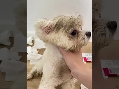 Customizable Lightweight Holographic Cat  & Dog Clothes Winter Jacket Machine-Washable