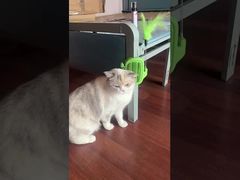 Caixa de assinatura durável Treinamento de agilidade Bluetooth Alivio da ansiedade dos animais de estimação