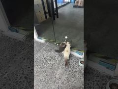 Customizable Feedback Agility Training Durable Hypoallergenic Vibration