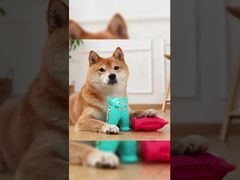 Eco-Friendly Dog Sports Competition Agility Training Pet Anxiety Relief