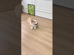 Sistema de Recompensa Agilidade Treinamento Controle do Aplicativo Materiais Ecológicos Vibração