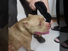 Customizable Feedback Dog Sports Competition Agility Training Dog Park Ready