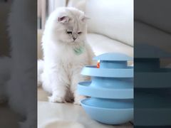 Agility Training Dog Whisperer Reward System Eco-Friendly Materials