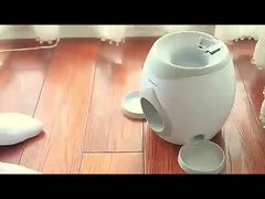 Ultrasonic Agility Training Reward System Dog Daycare Dog Park