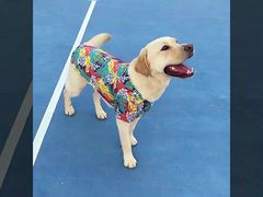 View Dog Clothes Wearable Tech Breathable UV Protection Anti-Allergy Demo