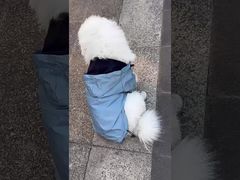 Apresentamos Roupa para Cães com Tecnologia Vestível, Tecido Respirável, Estampa Vintage, Ortopédica, Para Você